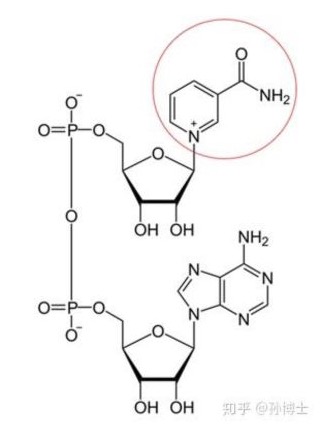 02 nad molecular structure