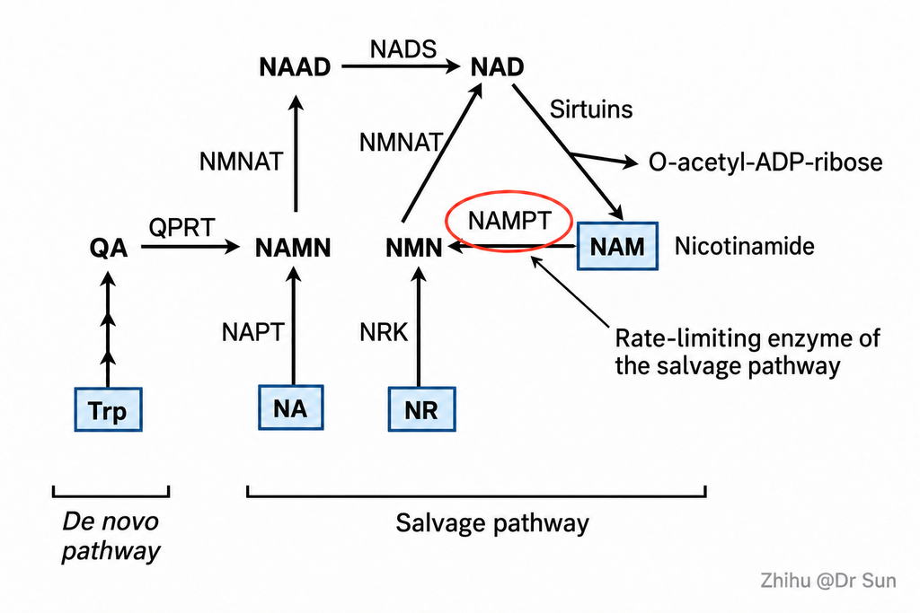 06 salvage pathway final
